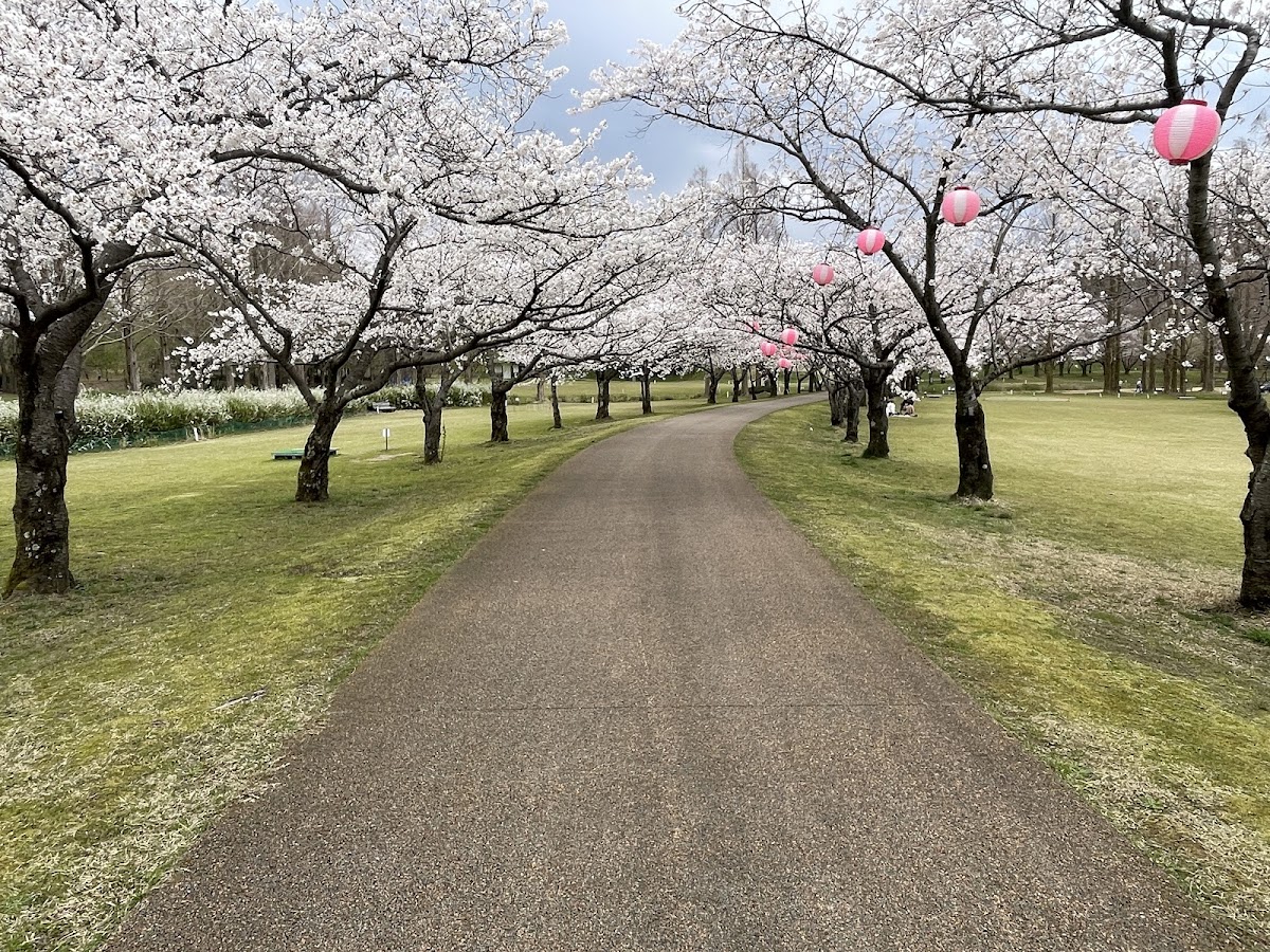 木場潟公園(石川県)の桜