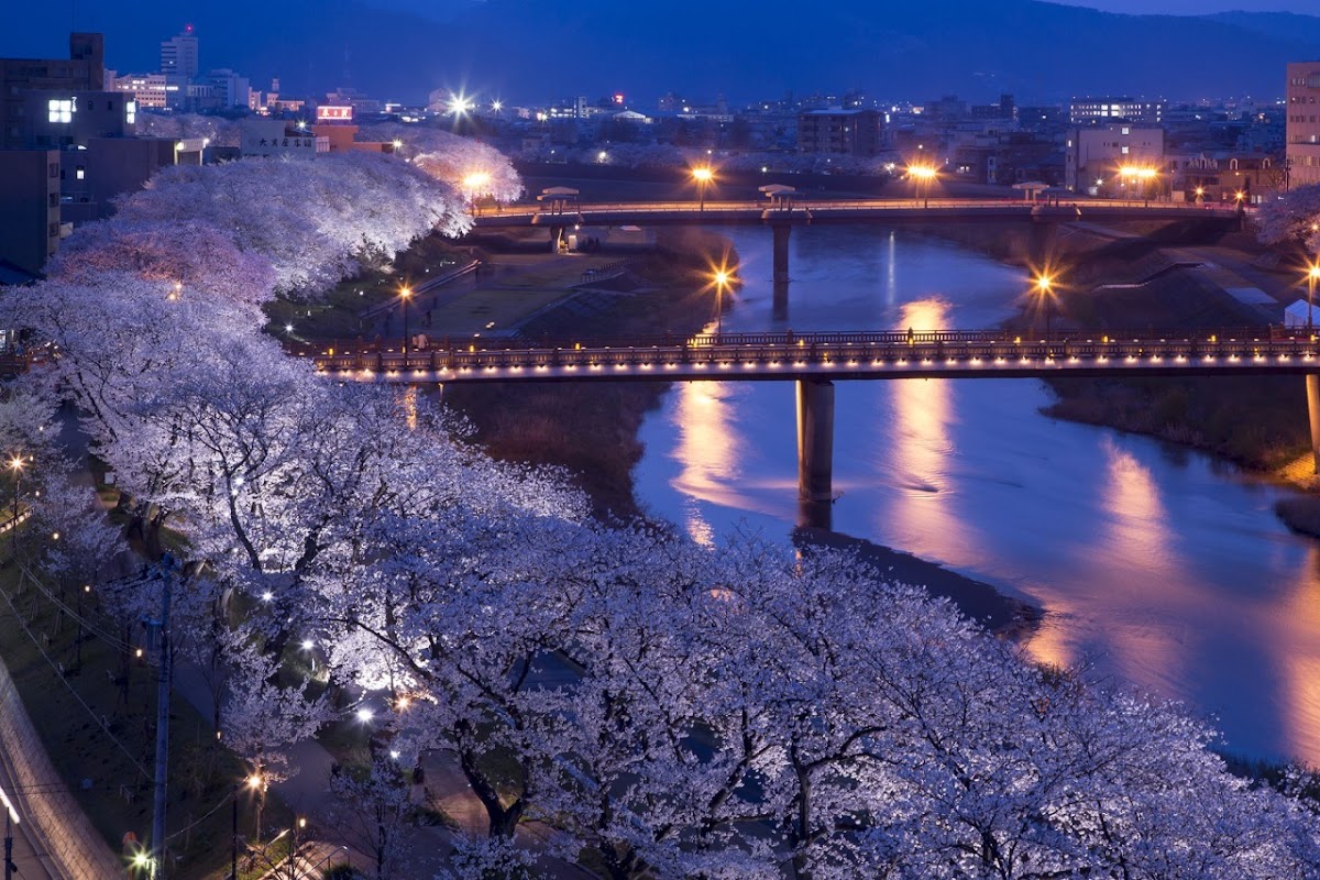 足羽川桜並木