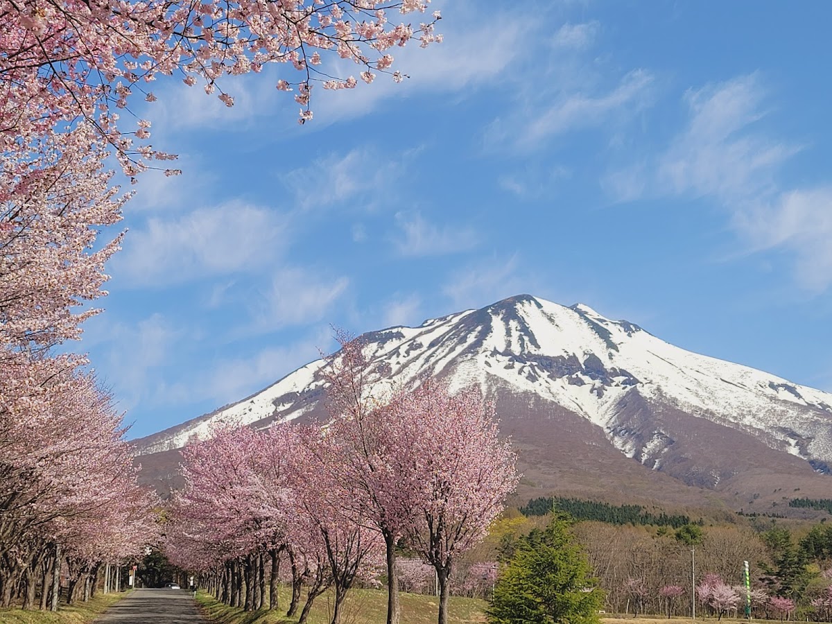 世界一の桜並木(青森県弘前市)