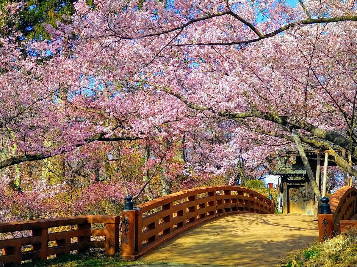 高遠城址公園(長野県)の桜