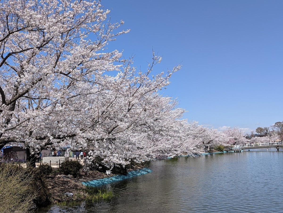 臥竜公園(長野県)の桜