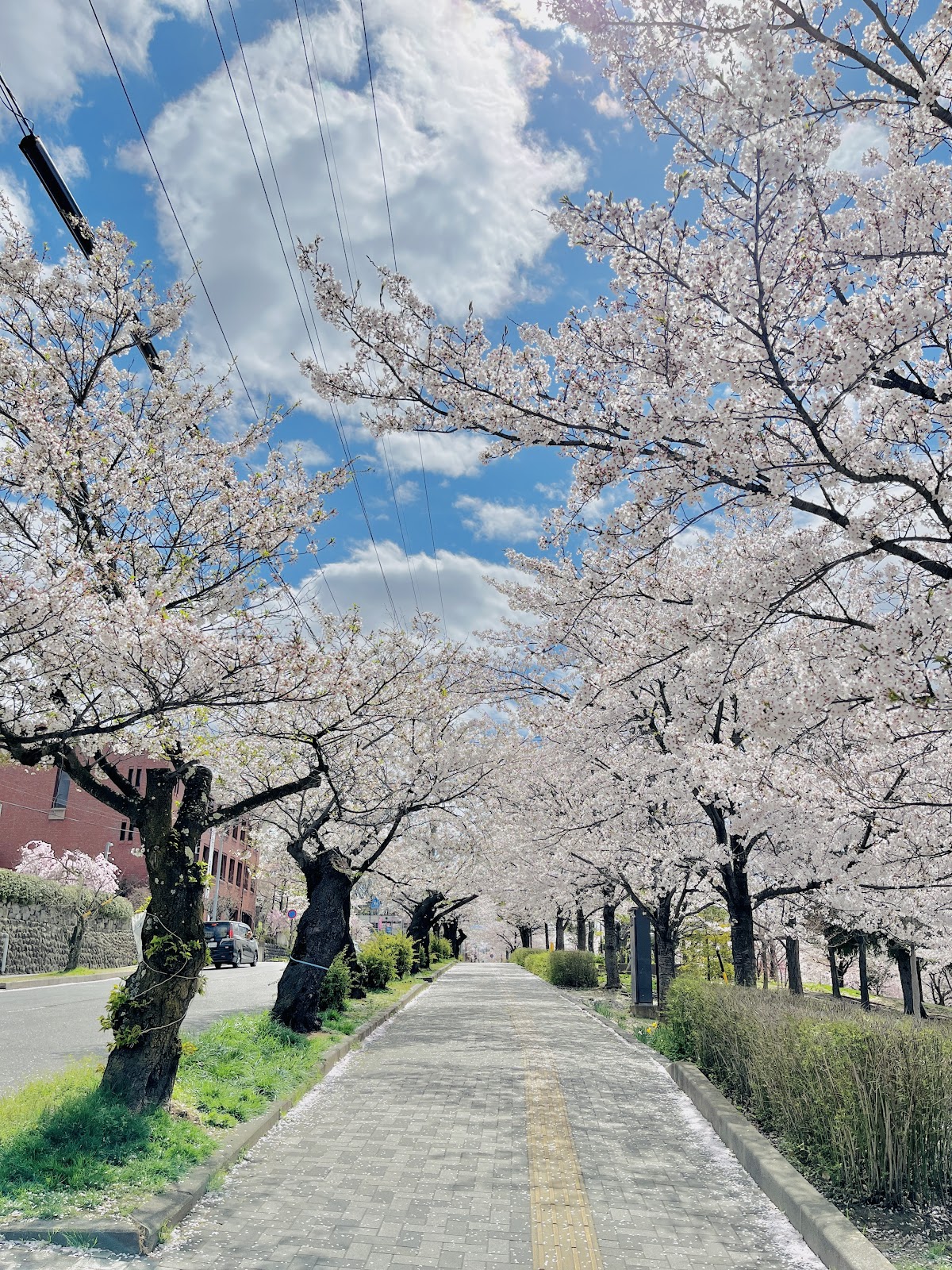 城山公園(長野県)の桜