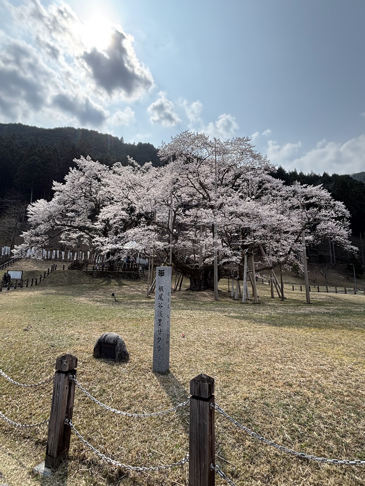 根尾谷淡墨桜