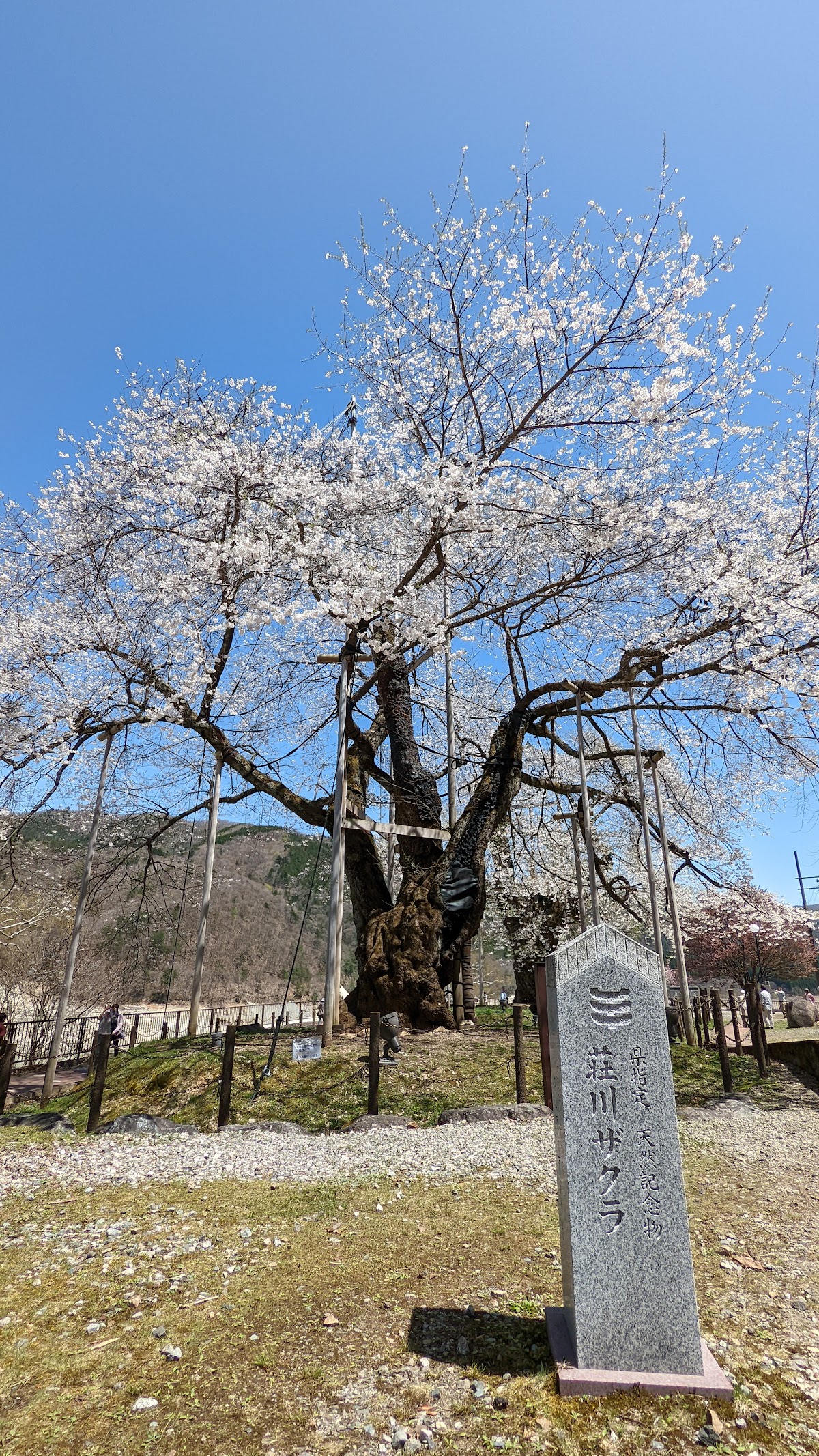 荘川桜