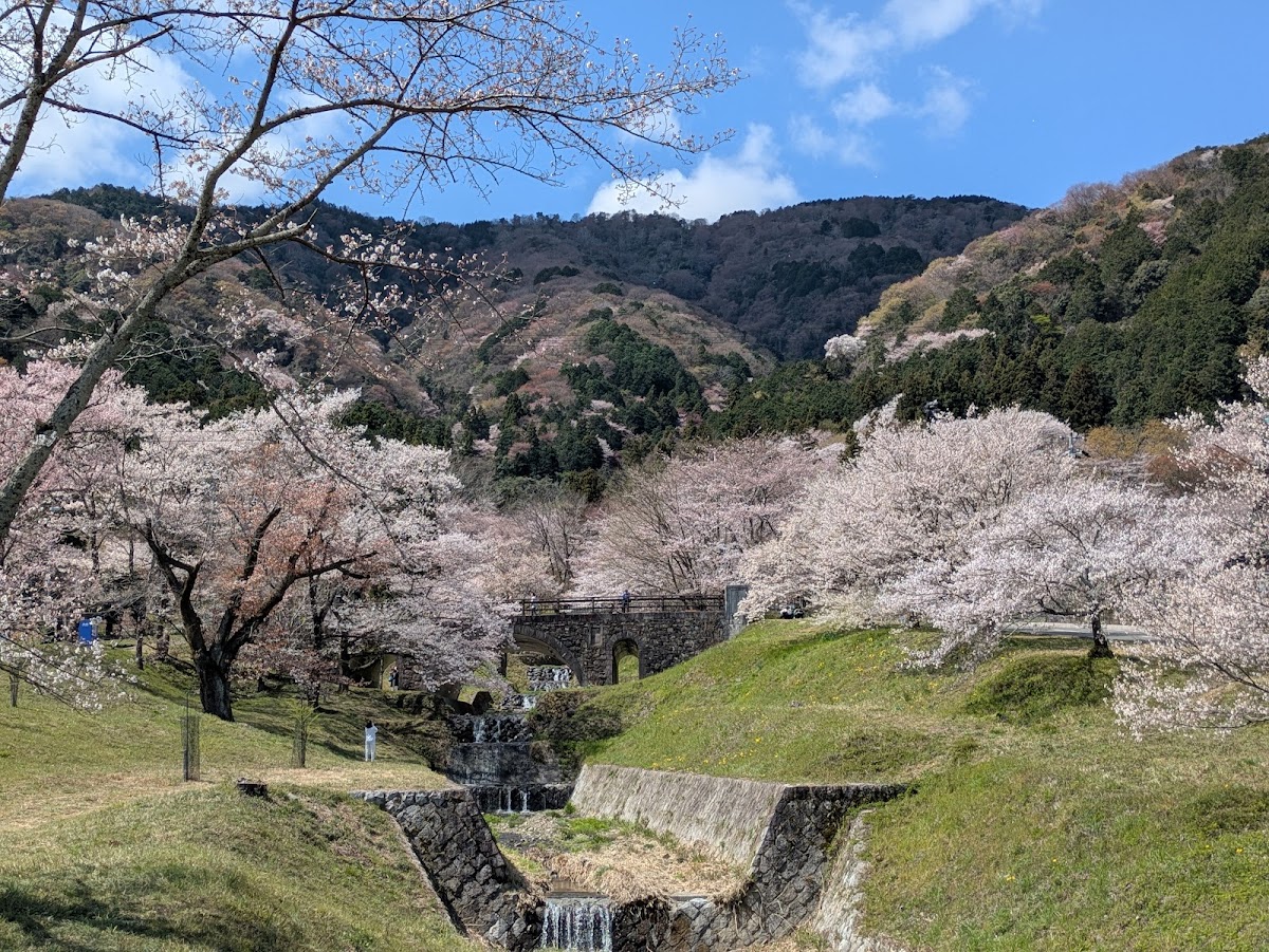 霞間ヶ渓(岐阜県)の桜完全ガイド|見頃・アクセス・駐車場情報