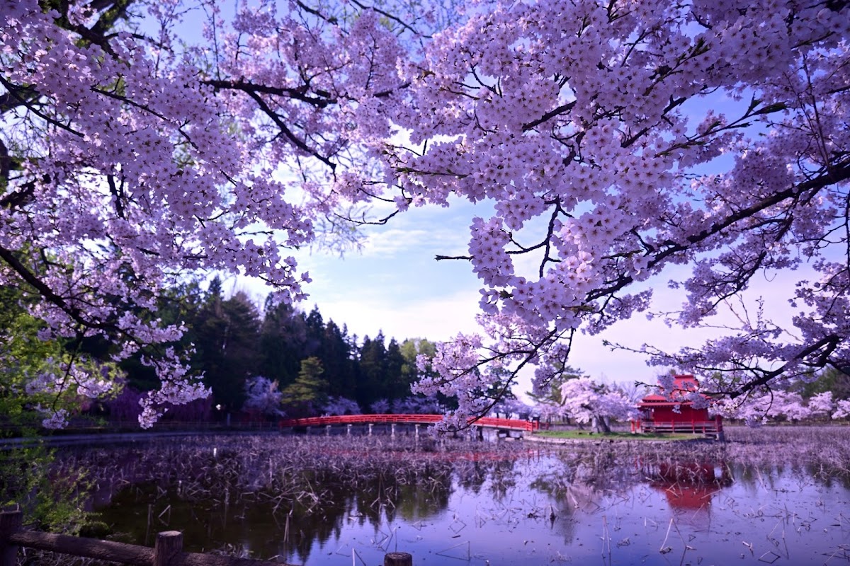 猿賀公園の桜