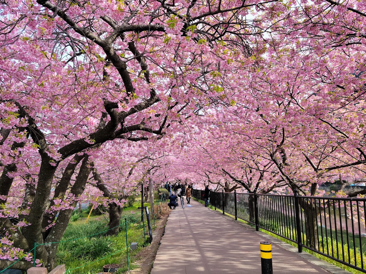 河津桜並木 静岡県の桜名所