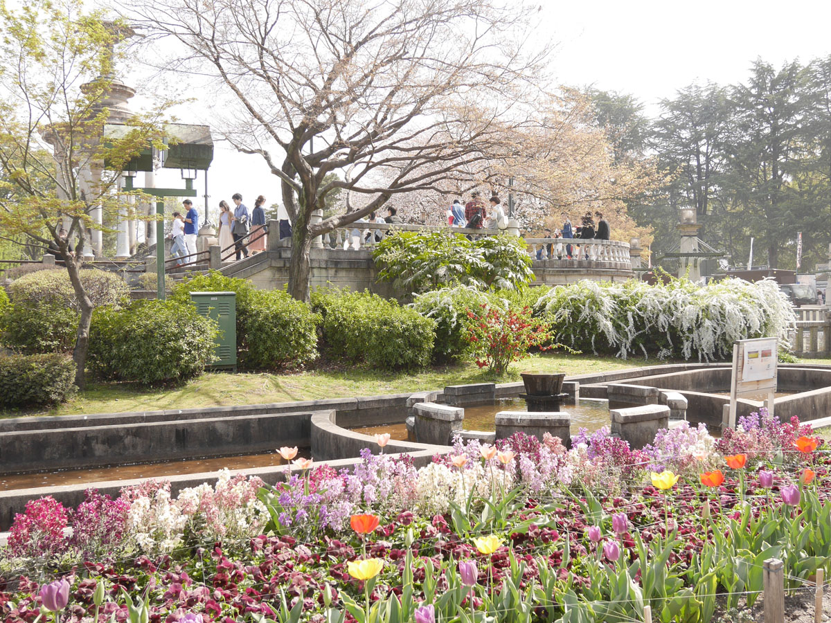 鶴舞公園の桜完全ガイド2026｜愛知県を代表する桜名所の見どころと楽しみ方