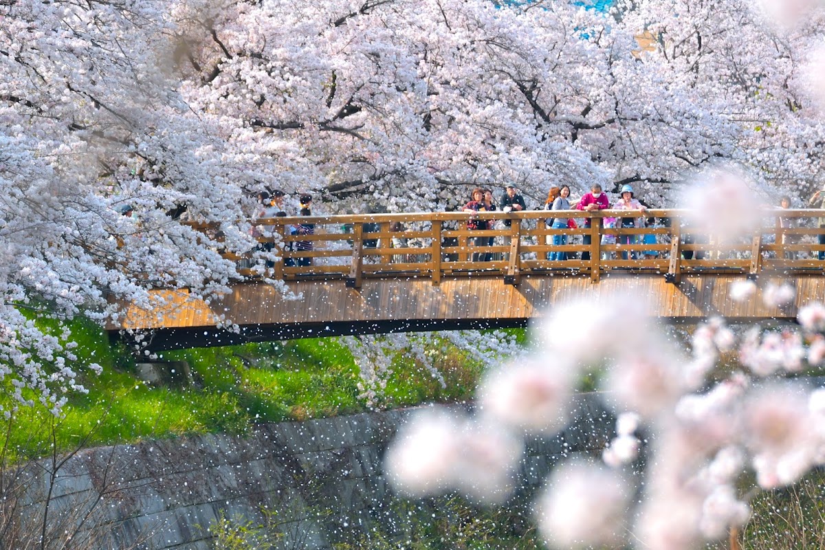 山崎川四季の道(愛知県名古屋市)桜の名所完全ガイド|見頃・ライトアップ・アクセス情報
