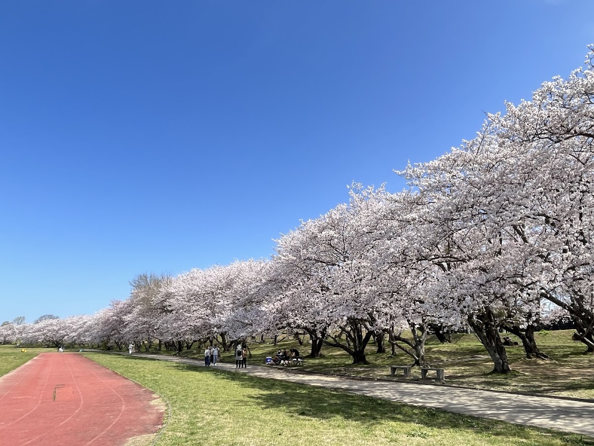 宮川堤(三重県)の桜