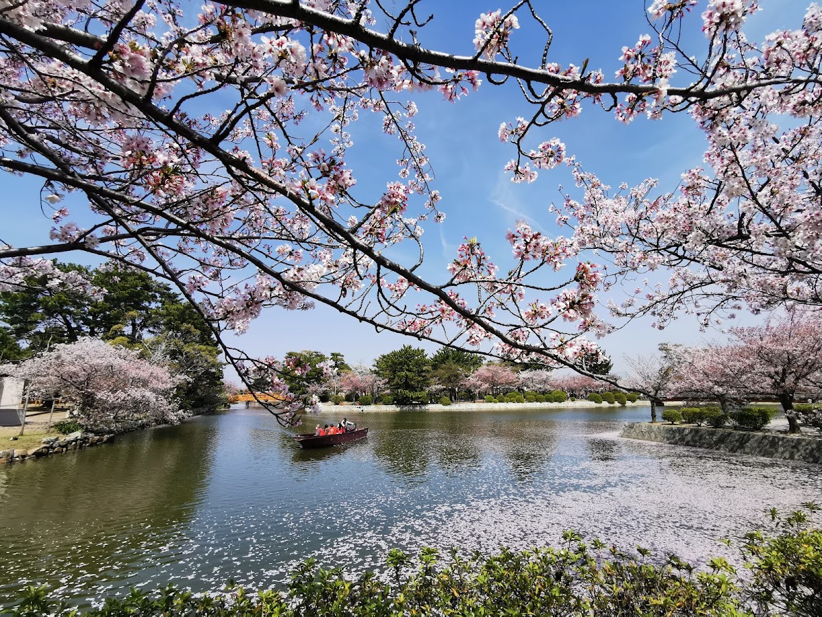 九華公園(三重県桑名市)の桜