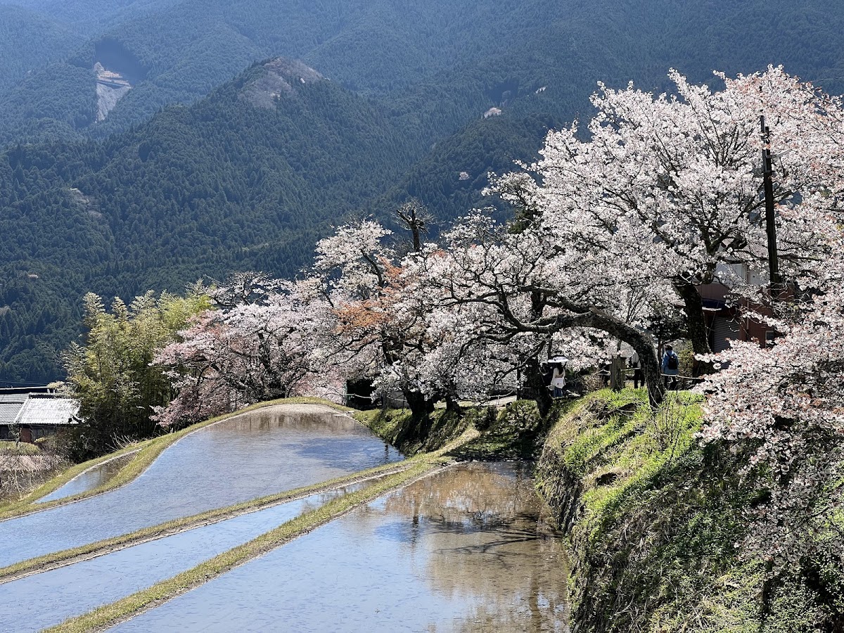 三多気の桜
