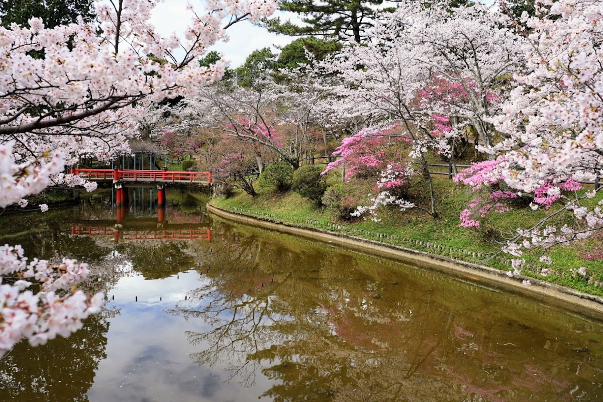 津偕楽公園の桜