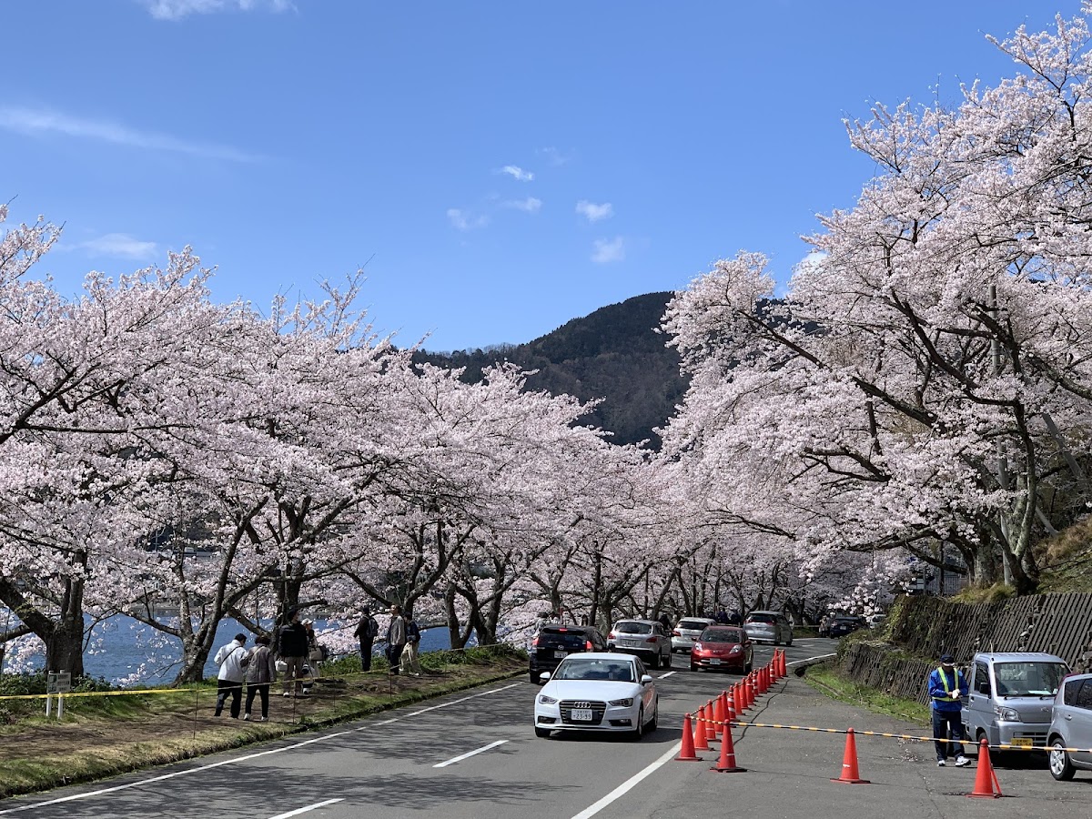 海津大崎の桜