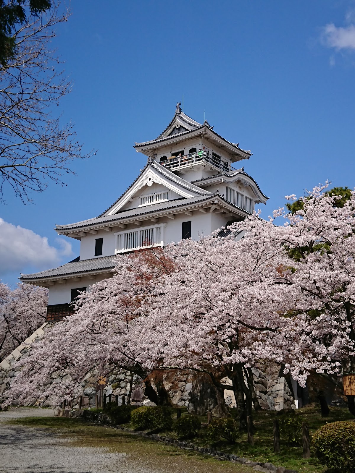 豊公園(滋賀県長浜市)の桜