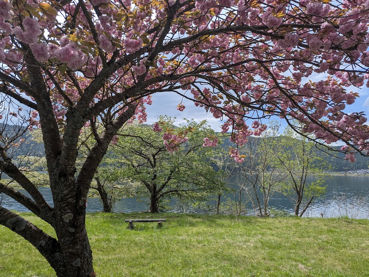 余呉湖の桜|滋賀県随一の穴場桜名所で楽しむ菜の花との競演と湖畔散策