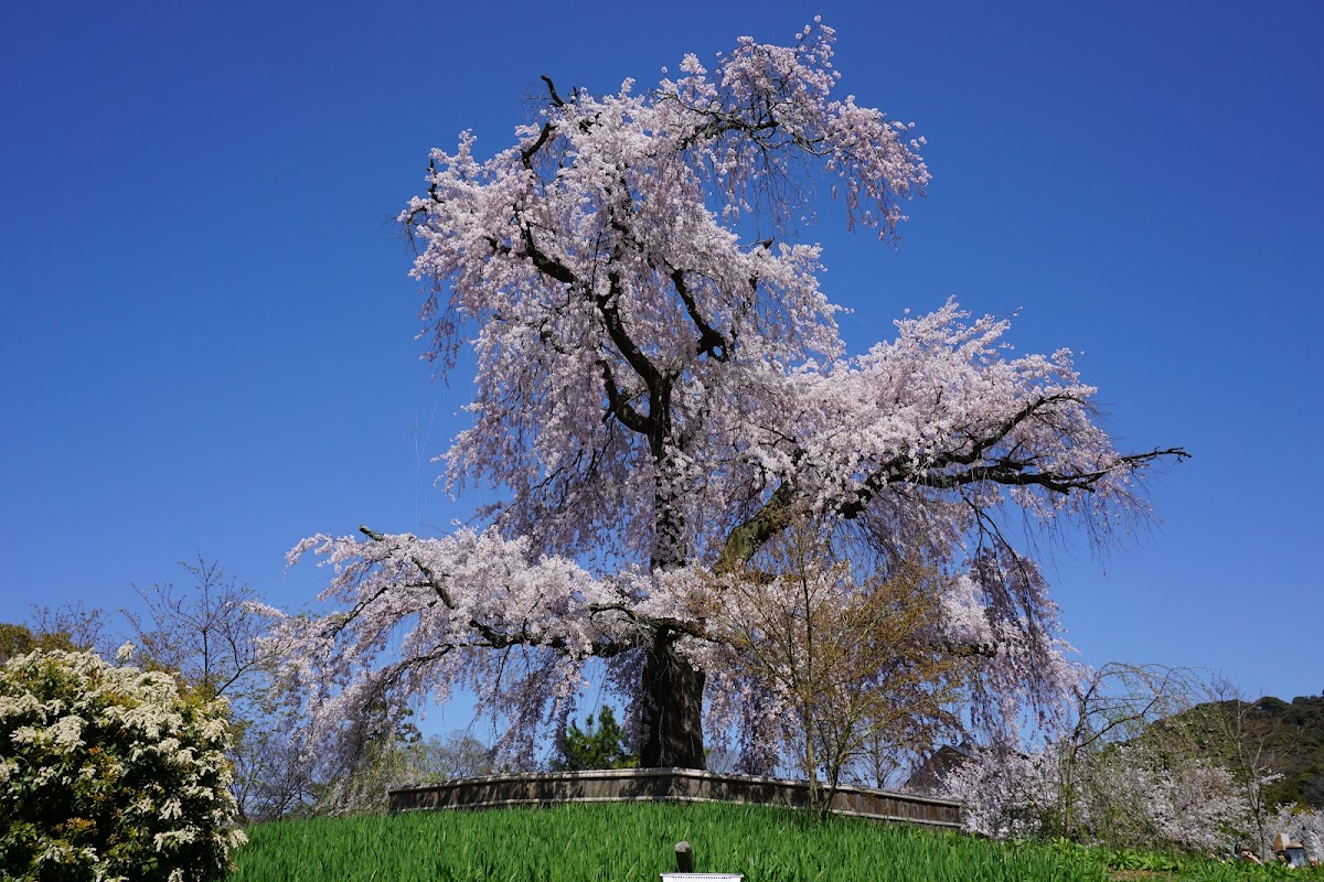 円山公園(京都府)の桜