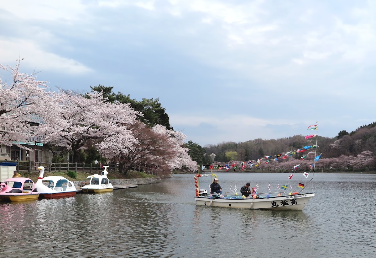 高松公園(岩手県盛岡市)の桜完全ガイド2026|日本さくら名所100選の見どころと楽しみ方
