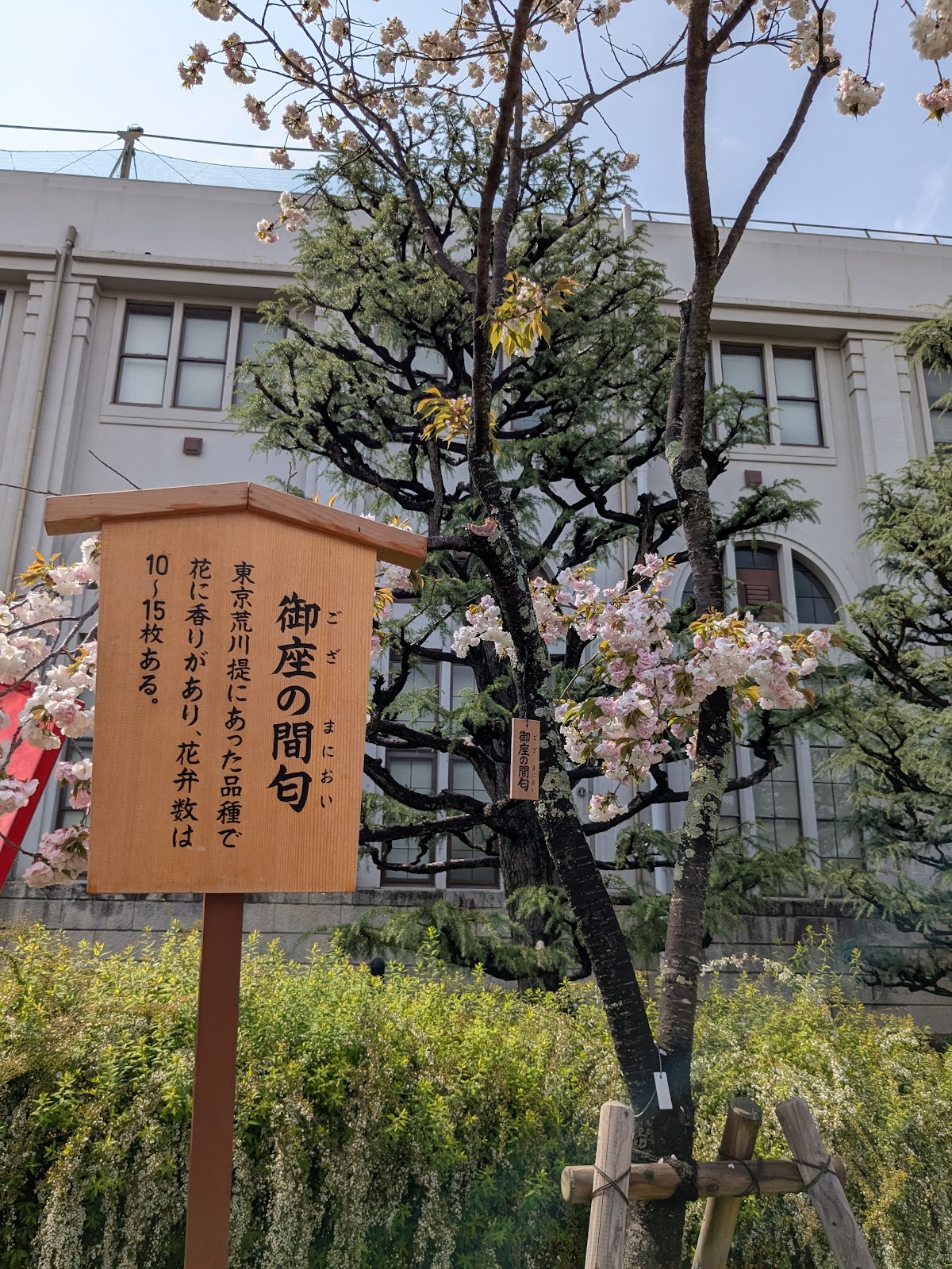 造幣局桜の通り抜け