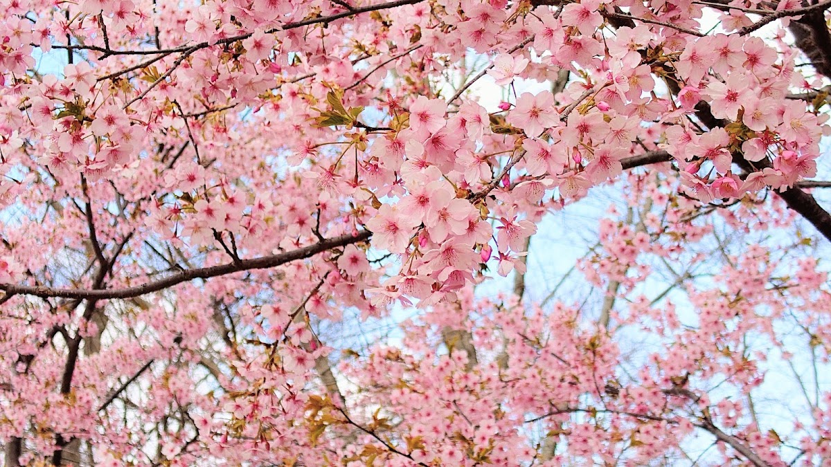 万博記念公園の桜