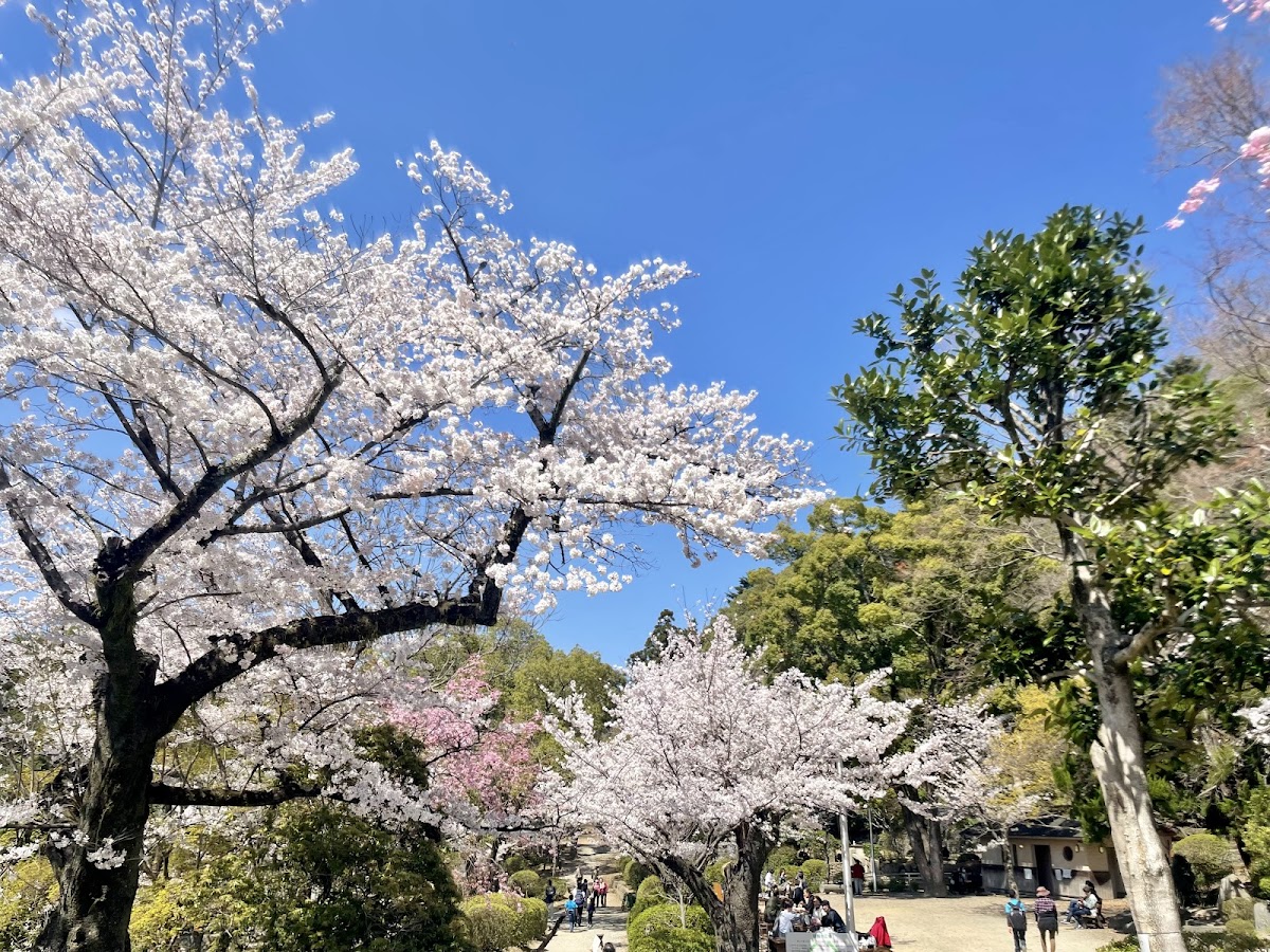 五月山公園(大阪府池田市)桜の名所