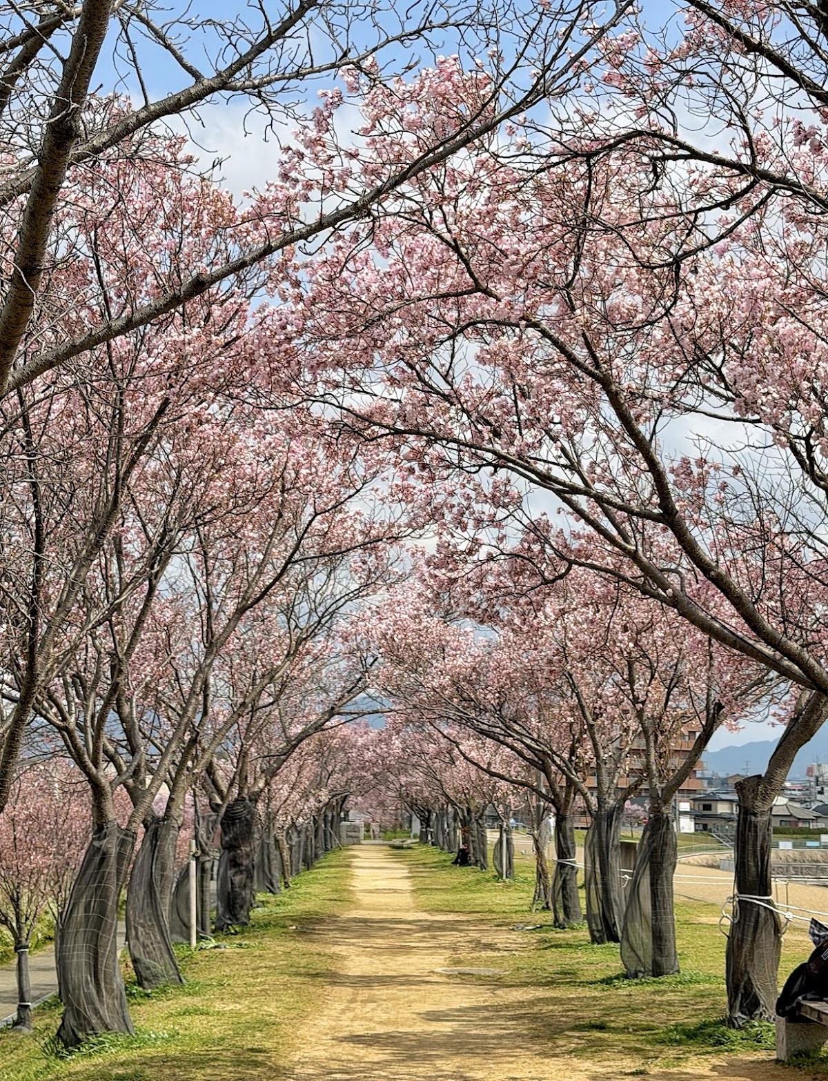狭山池公園の桜
