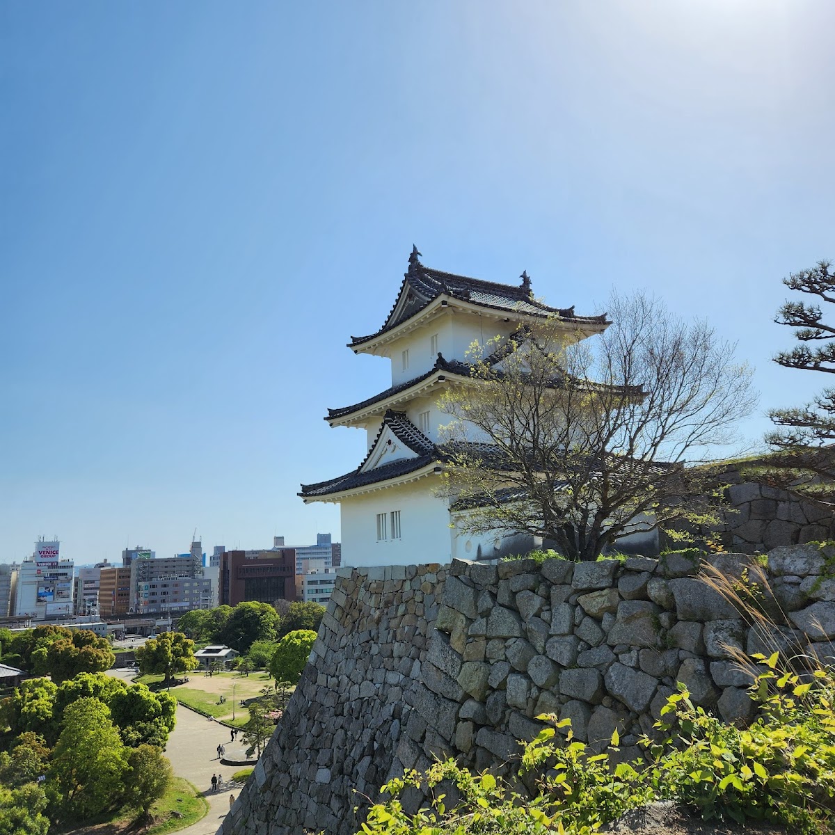 明石公園の桜