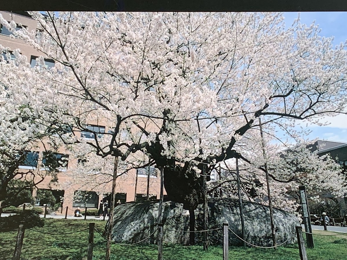 石割桜 岩手県の奇跡の桜名所