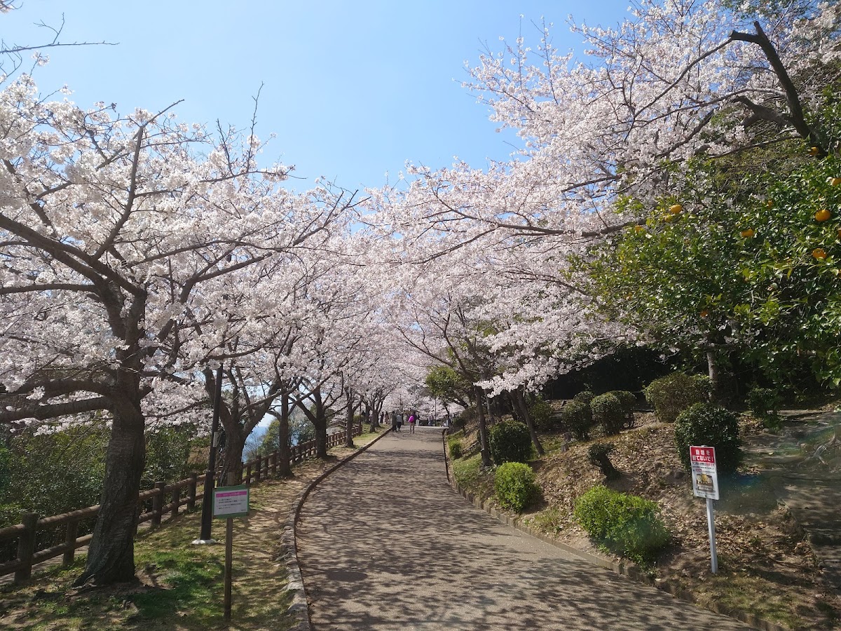須磨浦公園の桜