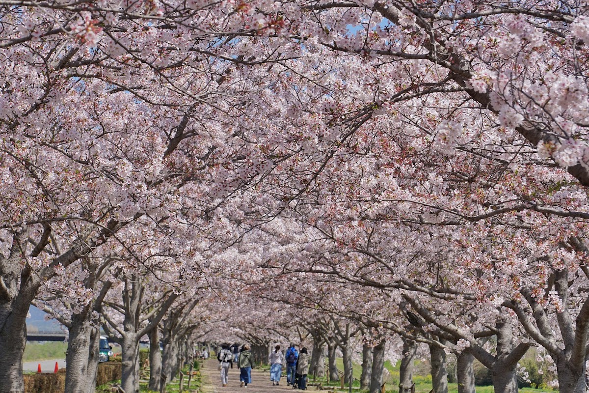 おの桜つづみ回廊