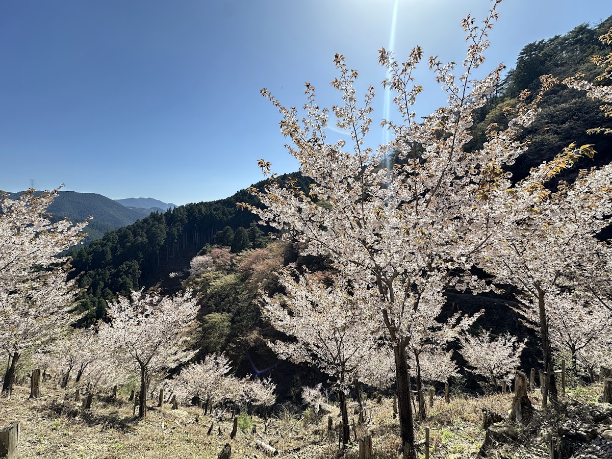 吉野山(奈良県)の桜名所