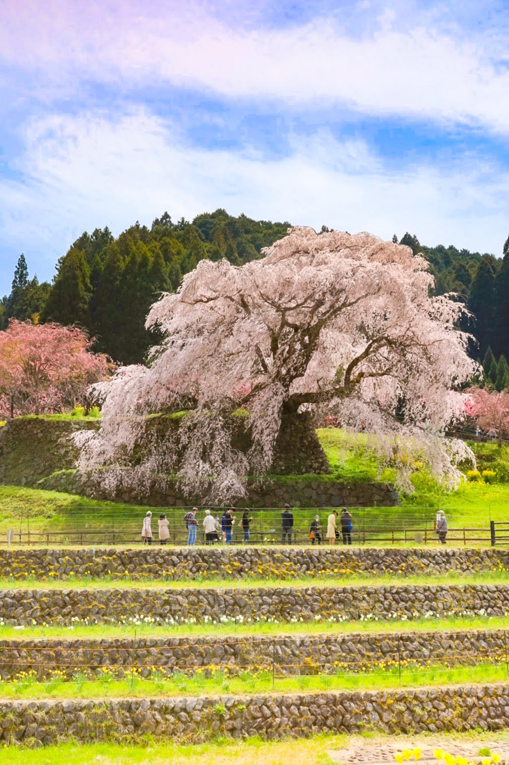 又兵衛桜(本郷の瀧桜)
