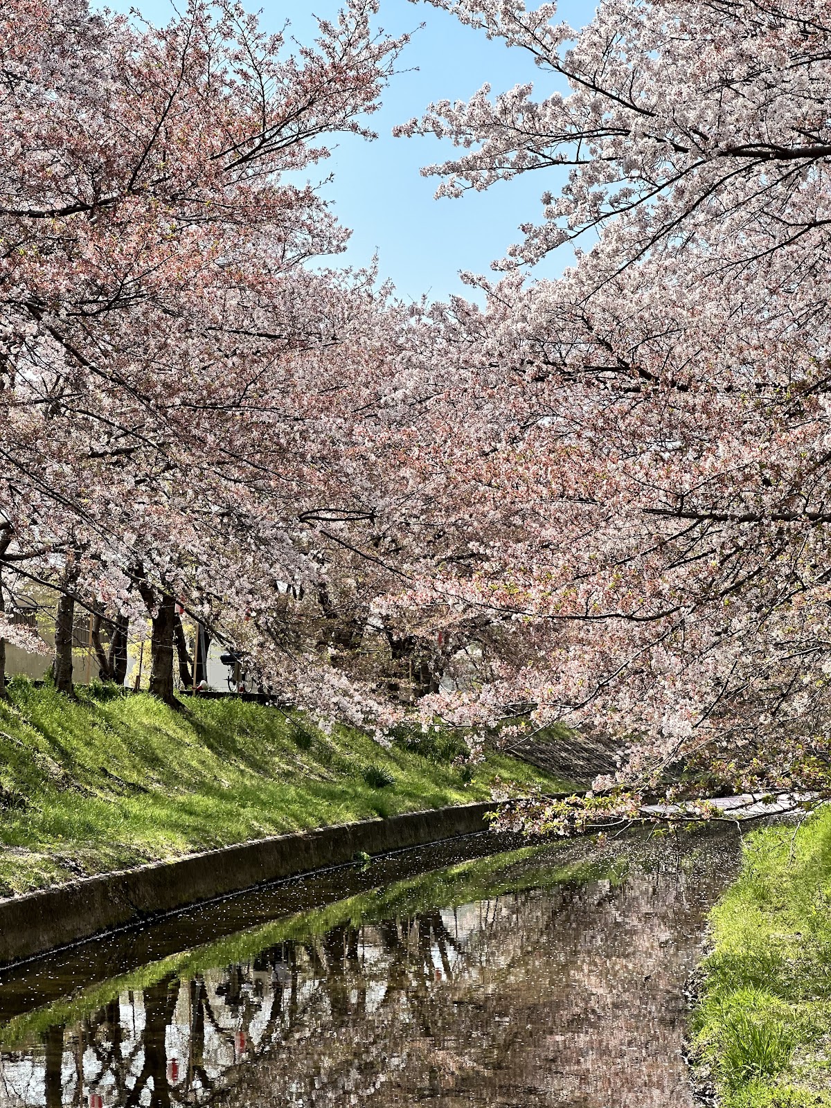 佐保川の桜|奈良県を代表する約5kmの桜並木の見どころと歴史