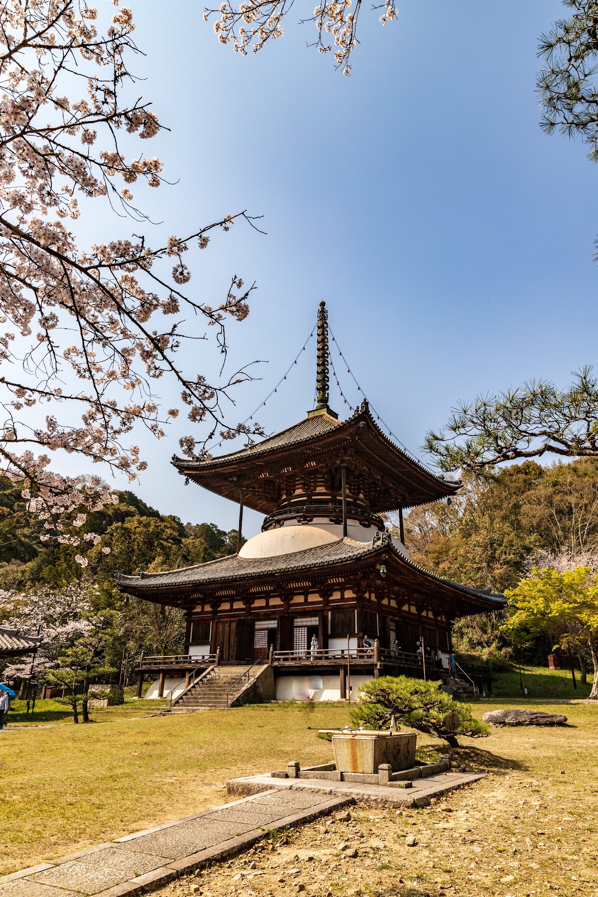 根来寺の桜
