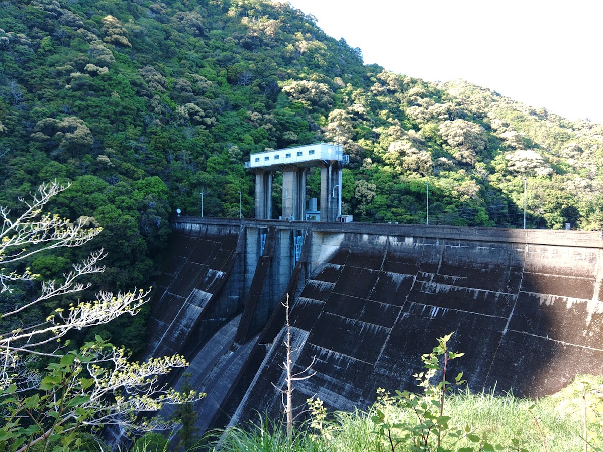 七川ダム湖畔の桜
