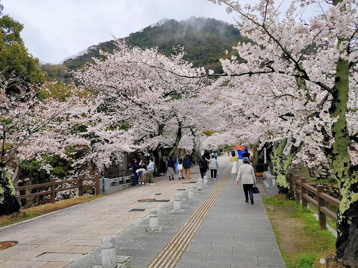 久松公園(鳥取県)の桜