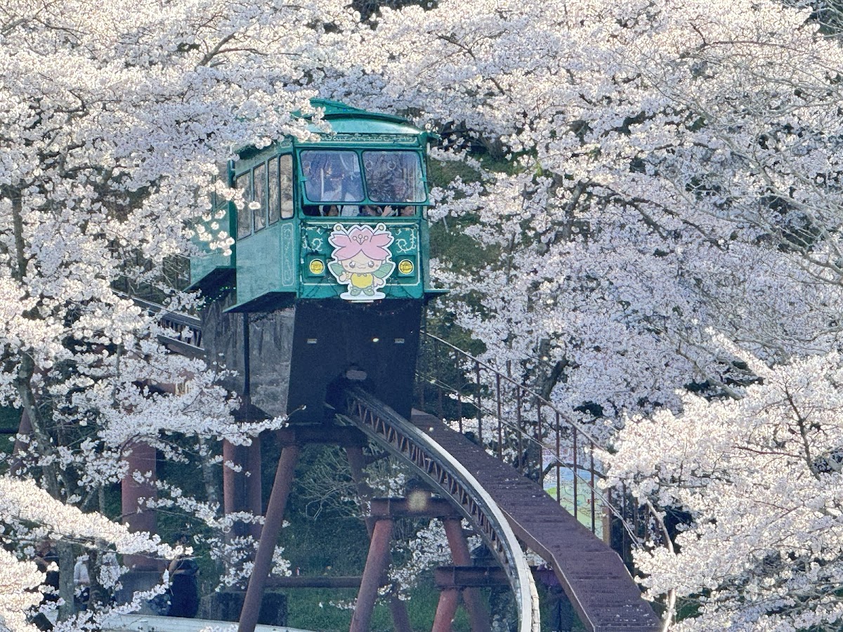 船岡城址公園(宮城県)の桜
