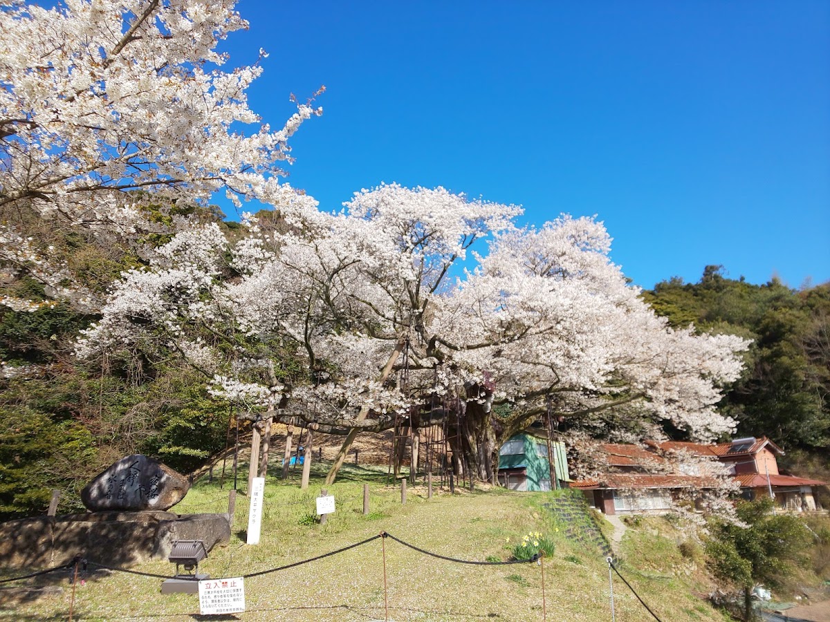 三隅大平桜