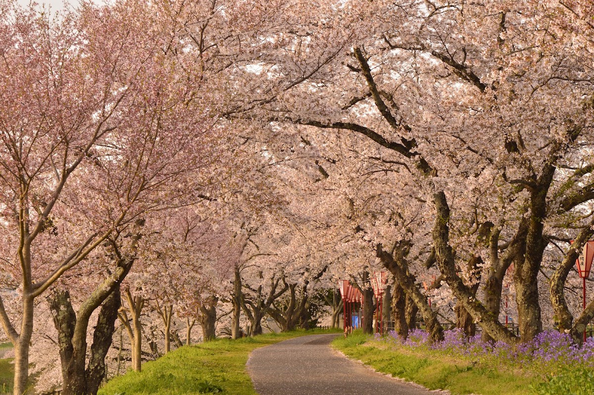 鰐淵寺周辺から巡る島根県の桜名所