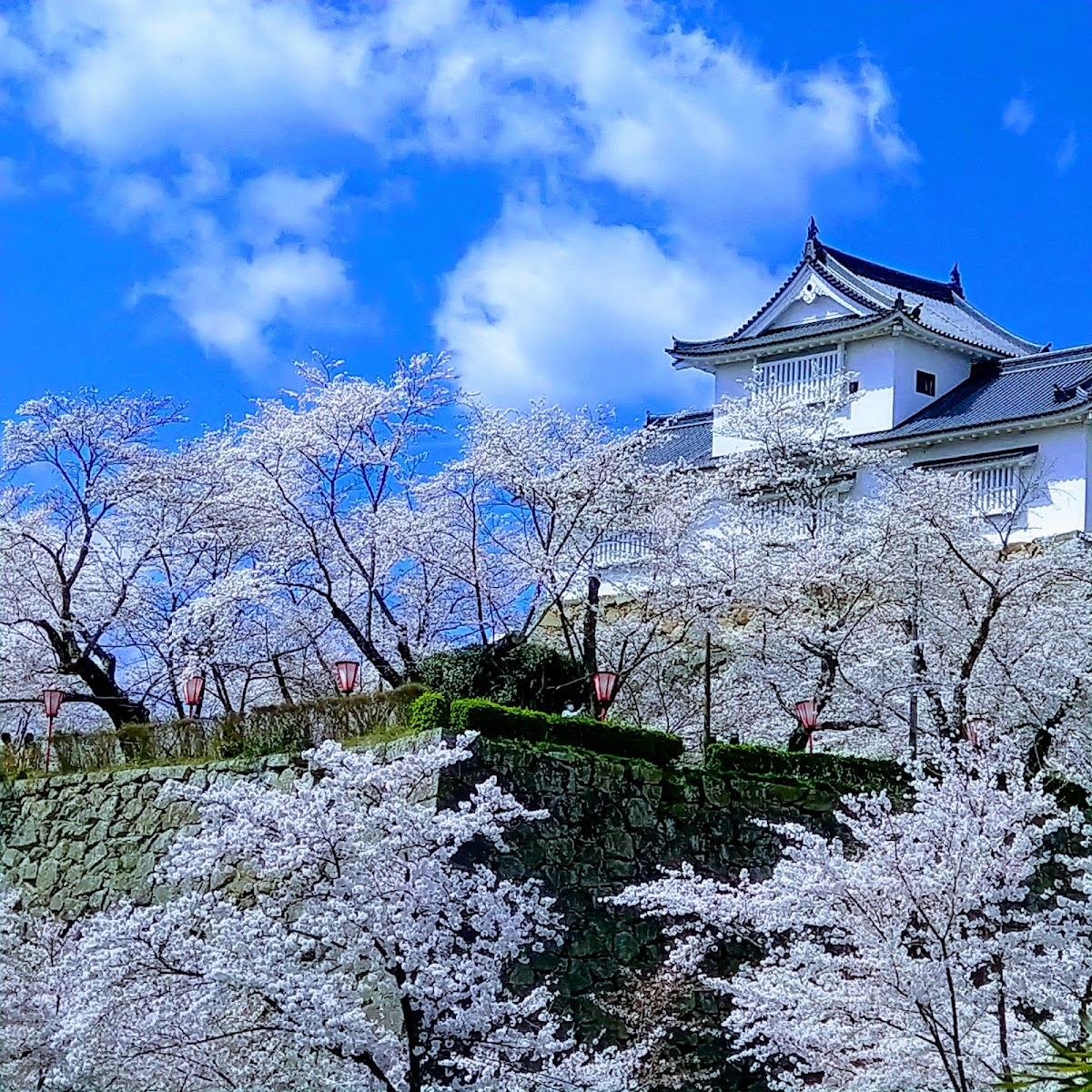 津山城(鶴山公園)の桜