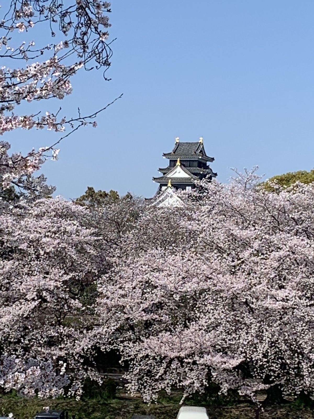 旭川さくらみち(岡山県)