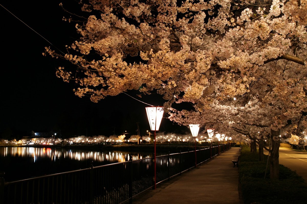 広島県庄原市 上野公園の桜