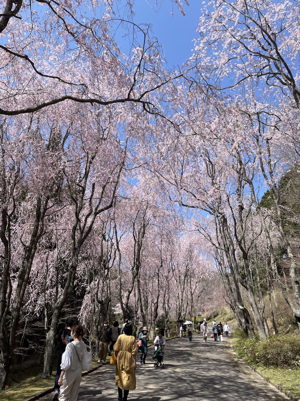 世羅甲山ふれあいの里 広島県が誇る桜の名所