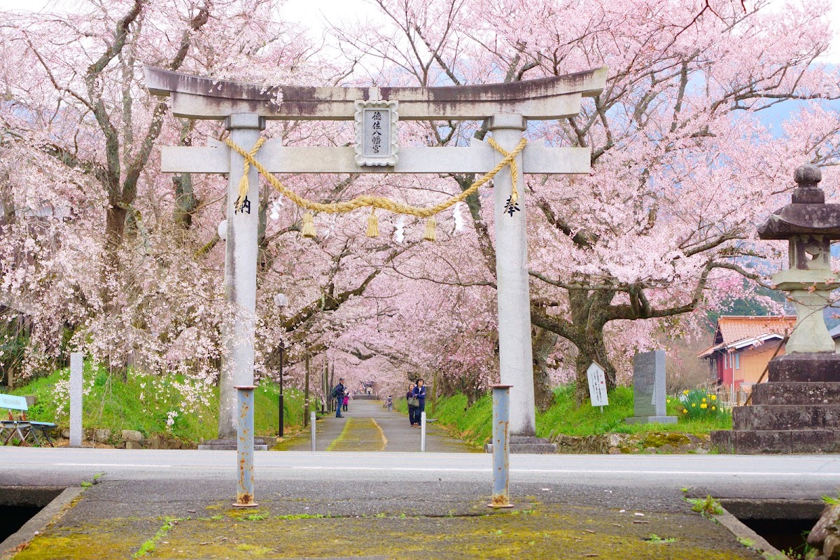 徳佐八幡宮の桜