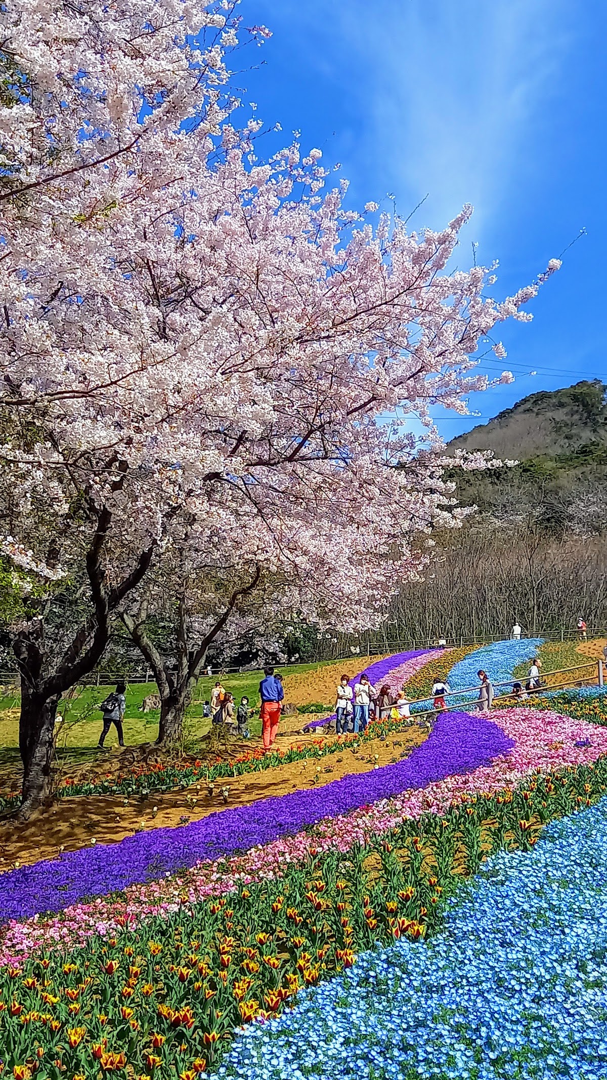 火の山公園の桜