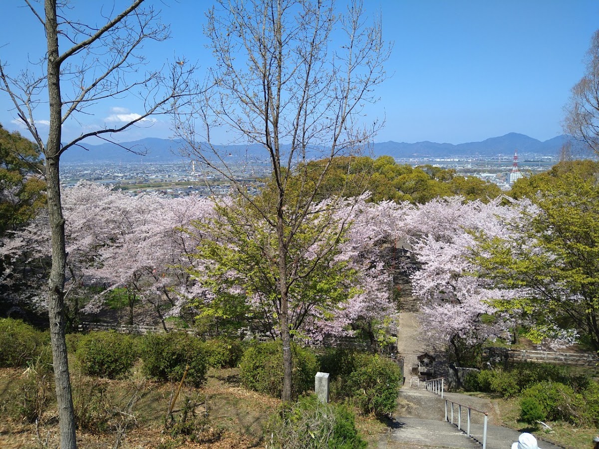 西部公園(徳島県)の桜