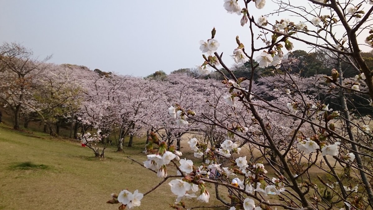 周南緑地公園の桜