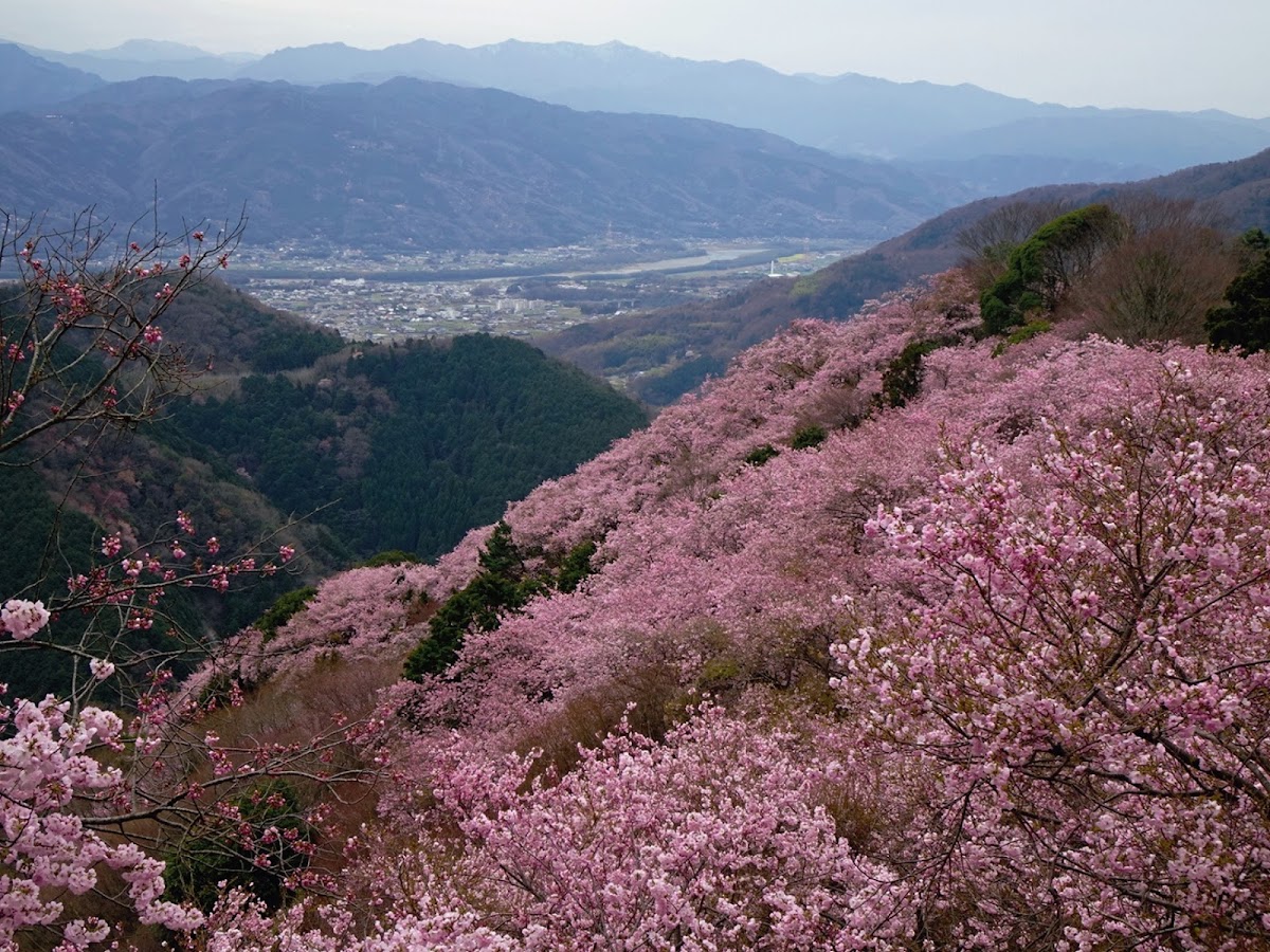 八百萩公園(徳島県)桜の名所