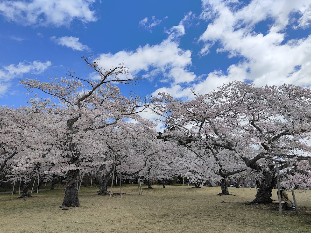 三神峯公園 宮城県 桜 名所