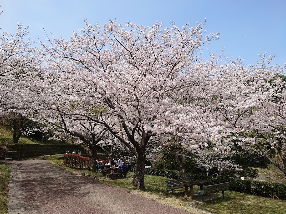 日峯大神子広域公園の桜